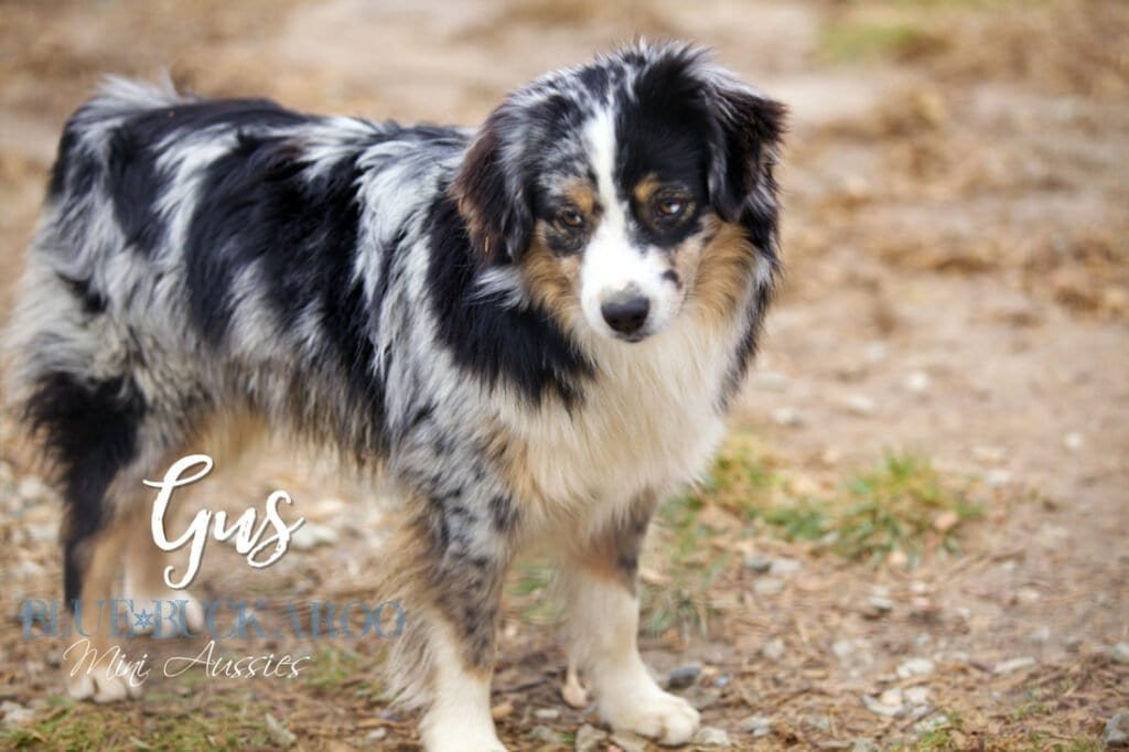 Australian Shepherd puppy with merle coat and striking eyes.