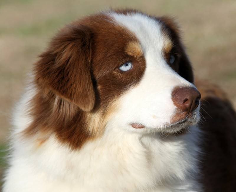 Australian Shepherd with Blue Eyes.
