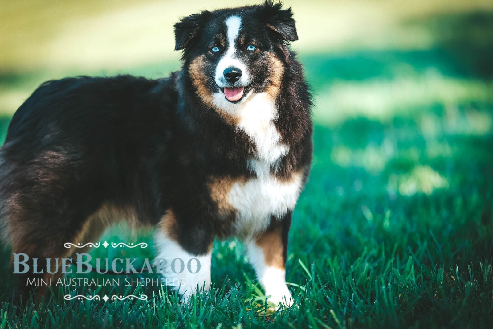 Australian Shepherd with natural functional coat