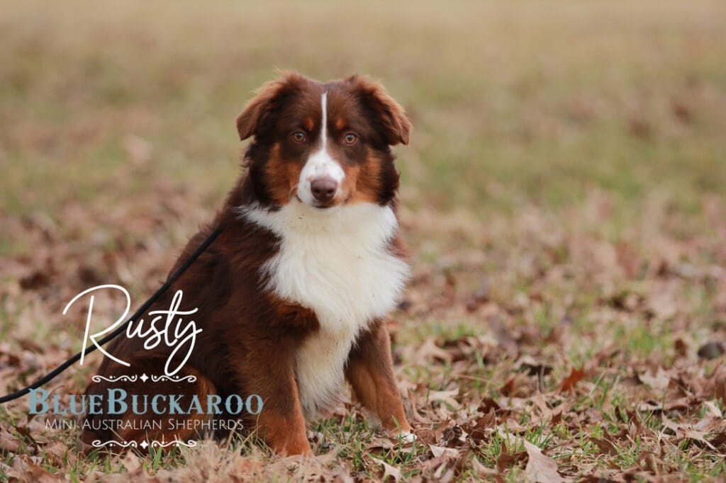 Adorable Australian Shepherd puppy sitting on grass with autumn leaves, showcasing its beautiful coa.