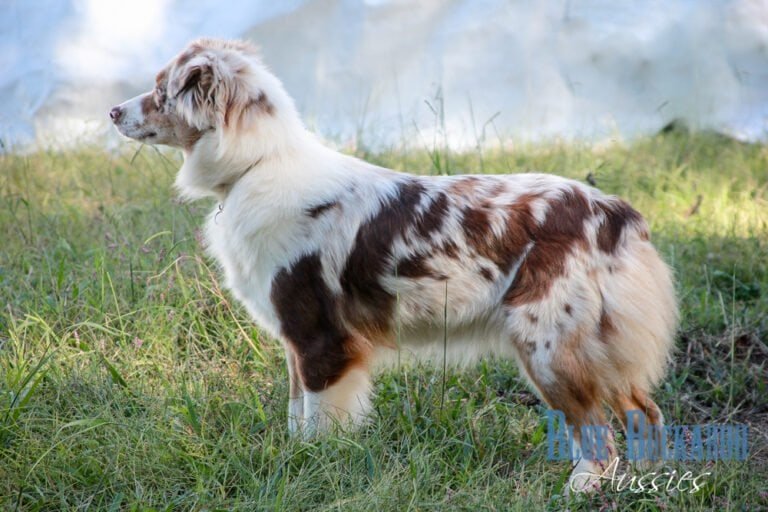 Mini Aussie Colors Explained — Every Coat Color, Eye Color & Marking