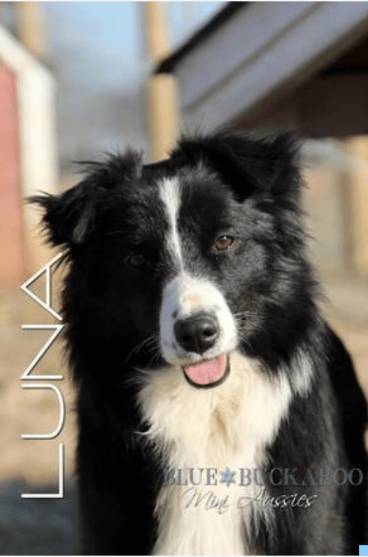 Black bi Mini Aussie