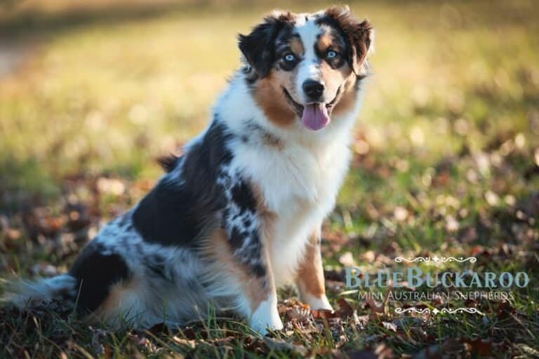 Spay & Neuter and Your Mini Aussie: What We Wish Every Family Knew
