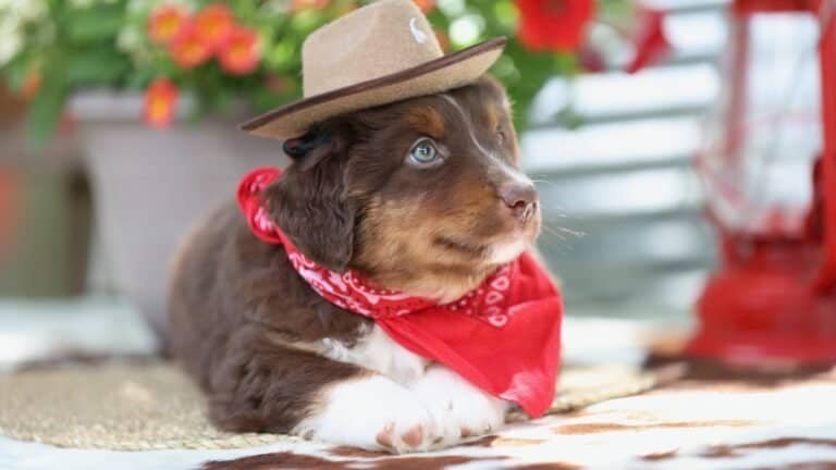 Should Young Families Get an Aussie? An Honest Answer from an 18-Year Breeder