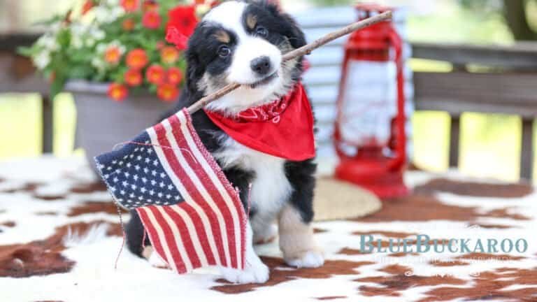 Before You Buy a Doodle: Compare the Mini Aussies vs Mini Aussiedoodle