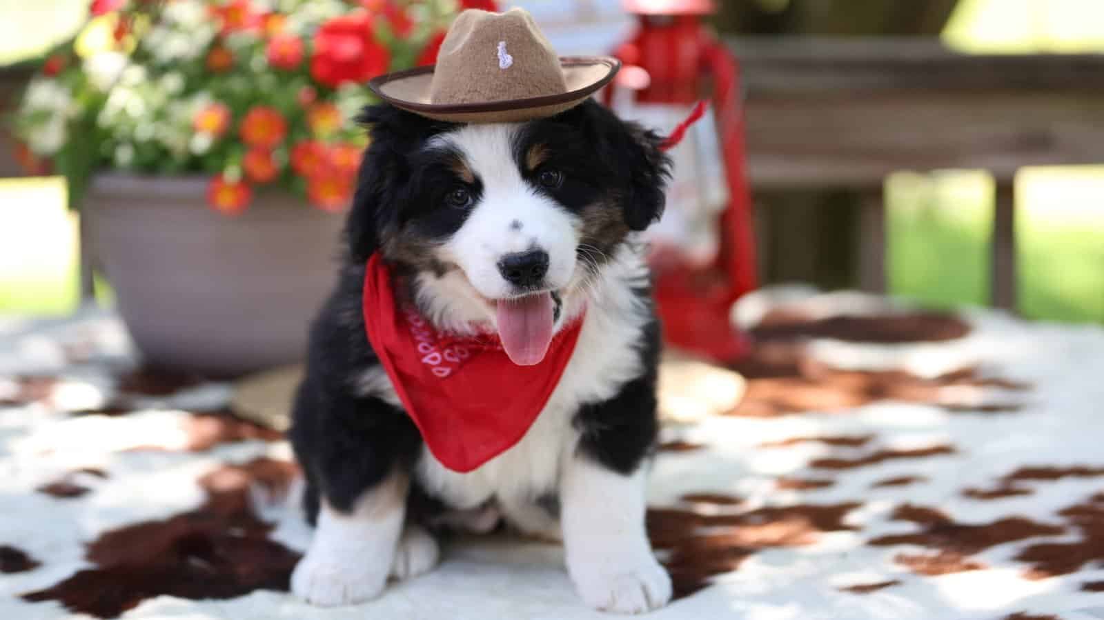Mini Aussie puppy playing outside