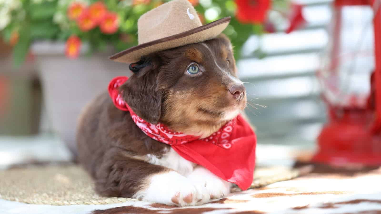 Blue Buckaroo Mini Aussie puppy portrait