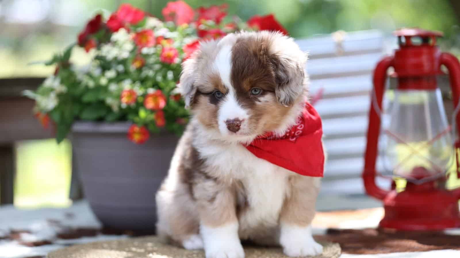 Blue Buckaroo Mini Aussie puppy portrait