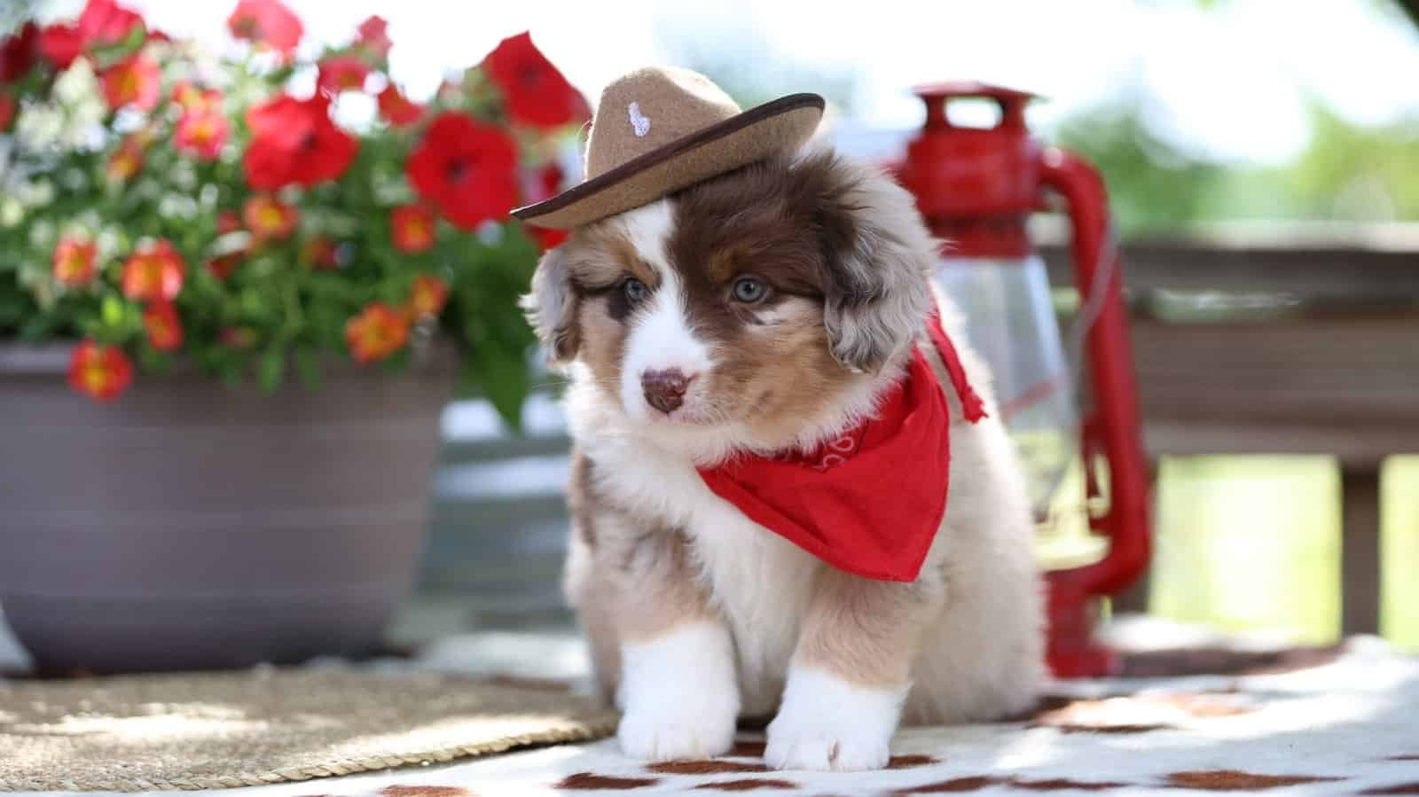 Mini Aussie puppy outdoors looking attentive