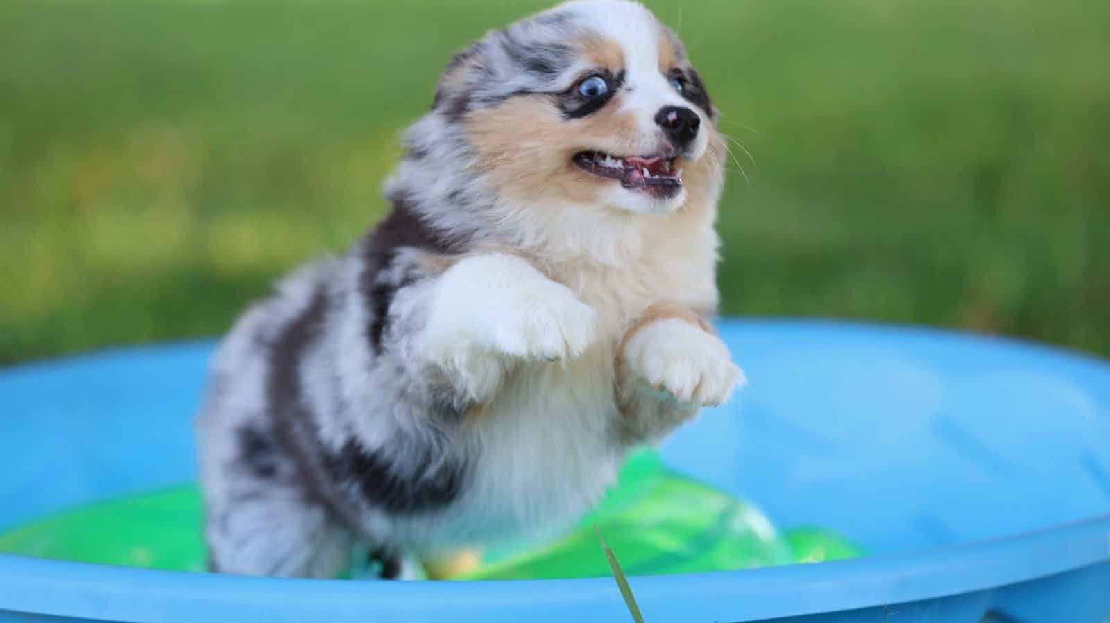 Mini Aussie puppy outside working on calm attention