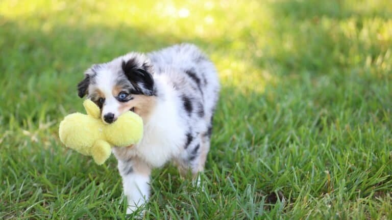 Mini Australian Shepherd Breeder in Tennessee | Why Families Choose Blue Buckaroo