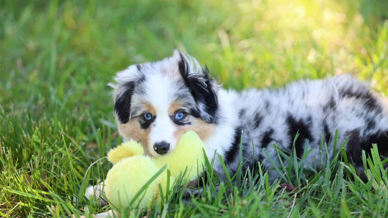 Mini Aussie puppy relaxing outdoors after enrichment