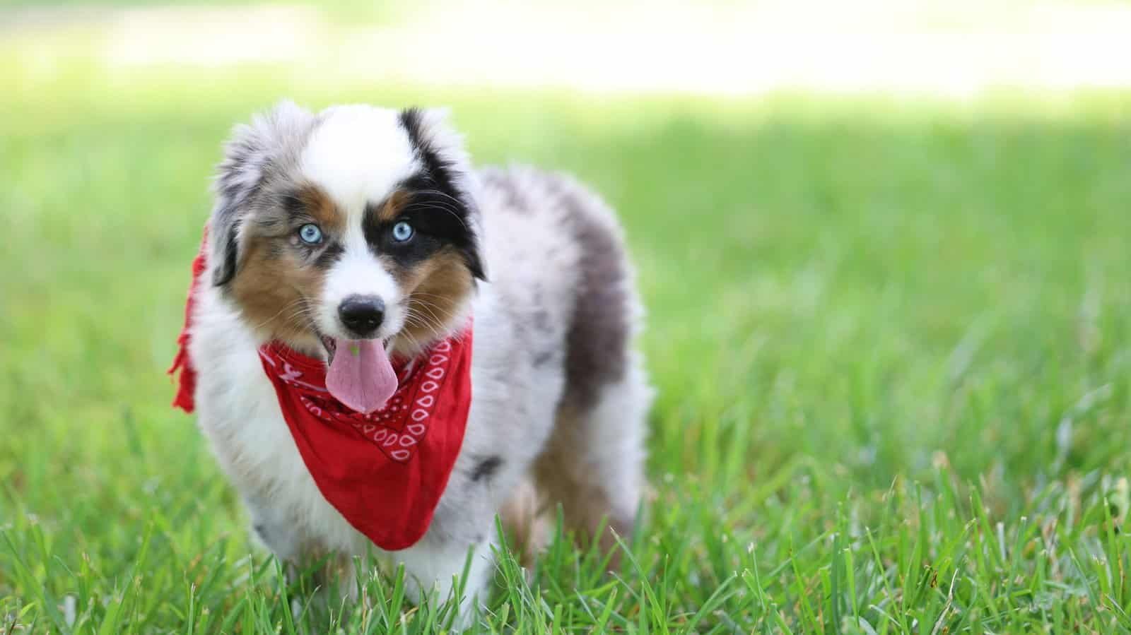 Mini Aussie puppies available now at Blue Buckaroo Aussies