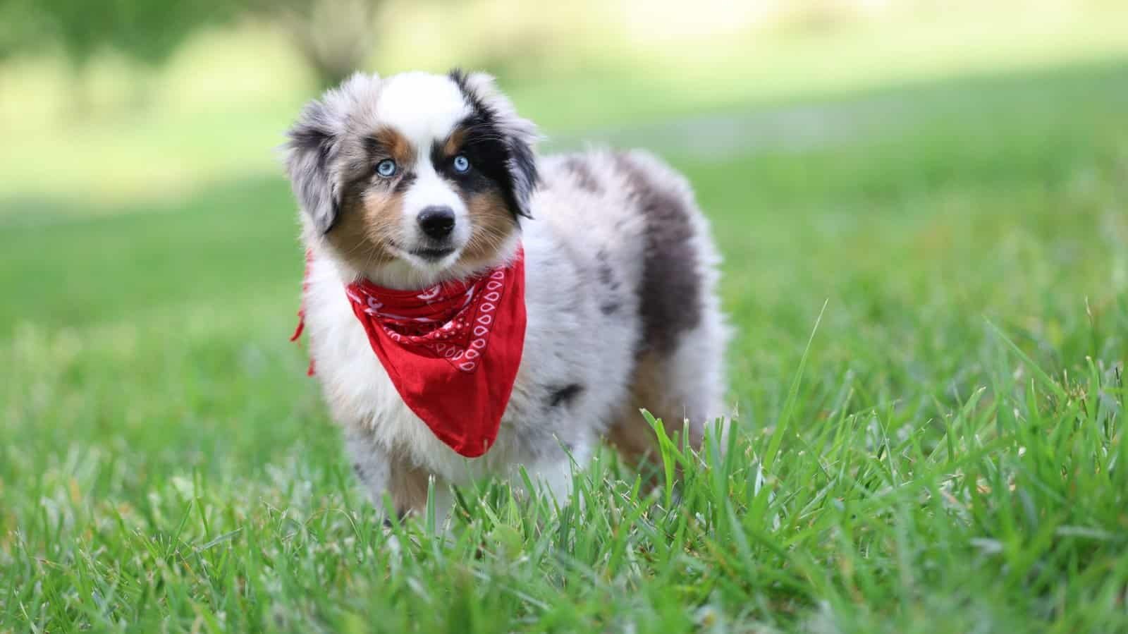 Mini Aussie puppy practicing confidence and attention