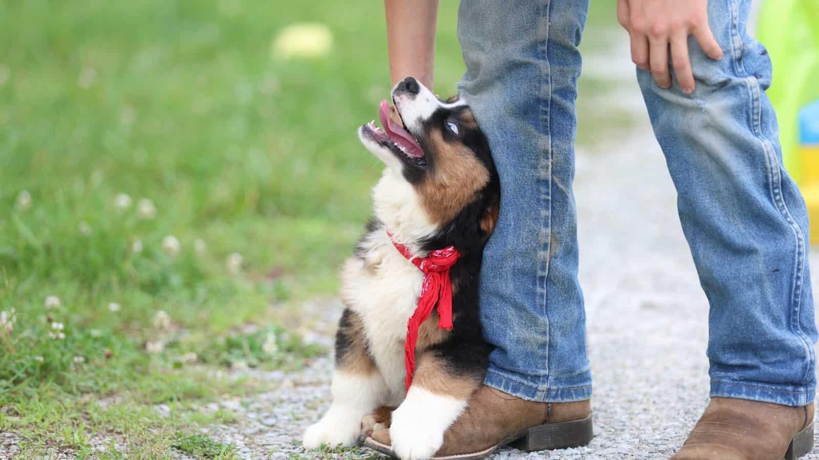 Mini Aussie puppy exploring outdoors
