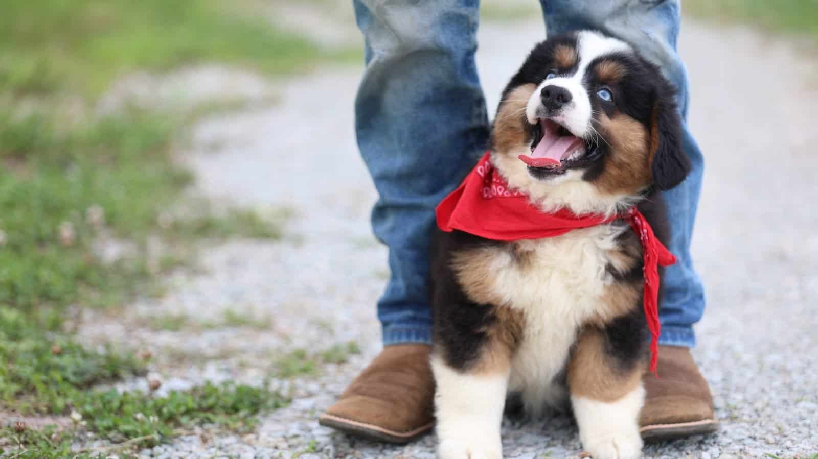 Mini Aussie puppy looking alert outdoors