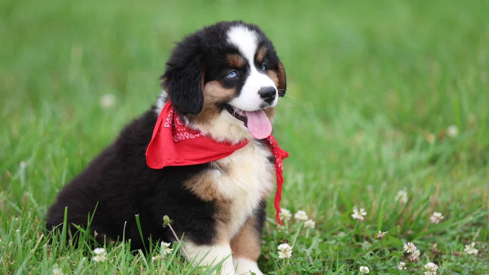 Mini Aussie puppy focused outdoors
