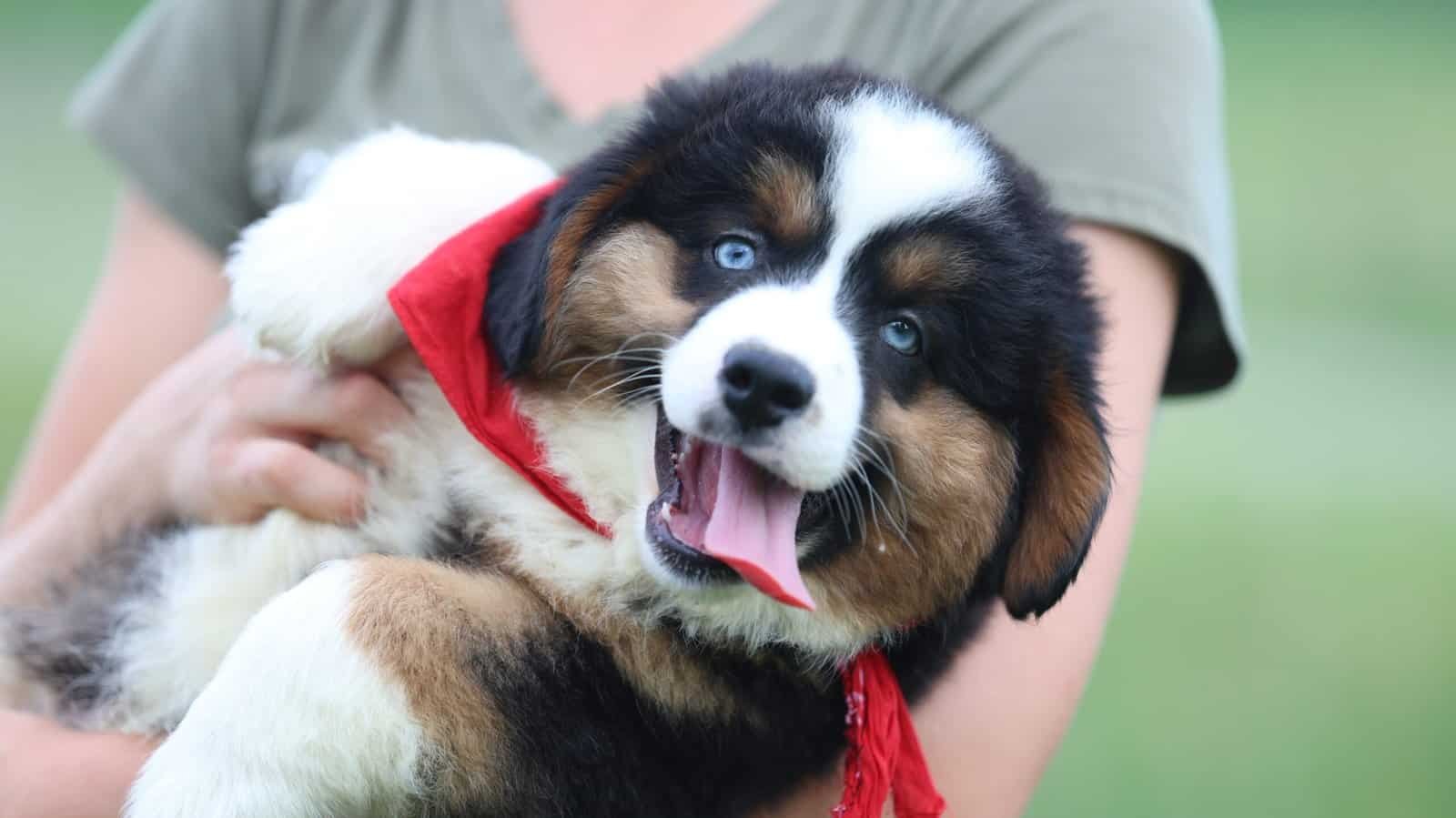 Mini Aussie puppy training age portrait