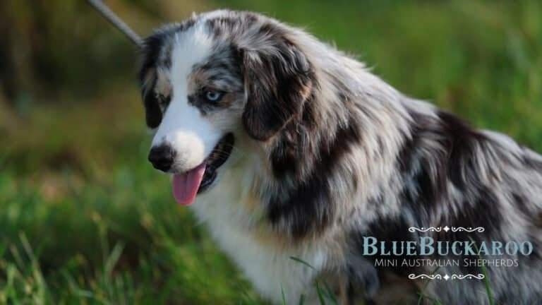 Mini Aussie Exercise Needs — How Much Is Enough?