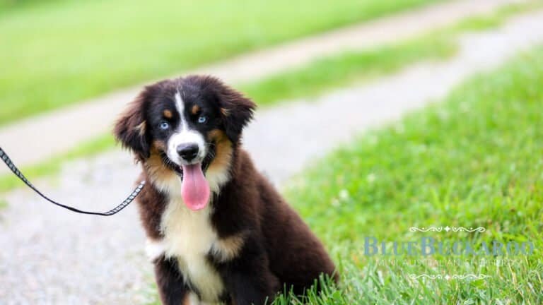 Can You Work Full Time and Have a Mini Aussie?