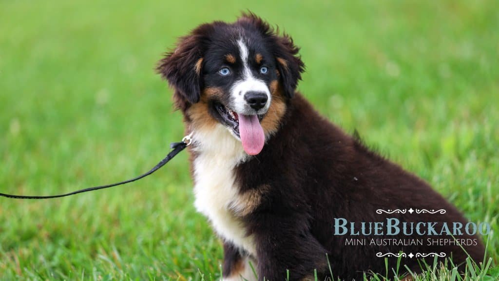 Blue Buckaroo Mini Aussie puppies showing why puppy schedules need potty planning
