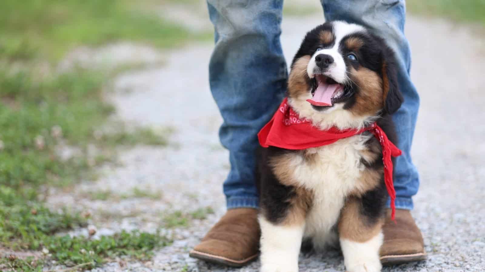 Blue Buckaroo puppy wearing a red bandana
