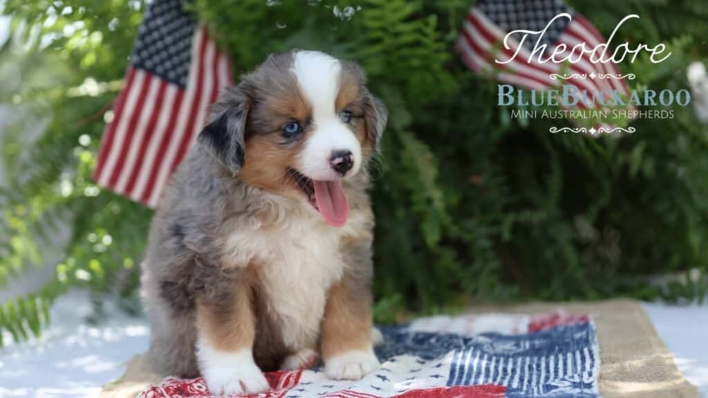 Beautiful Blue Merle Mini Aussie puppy in TN