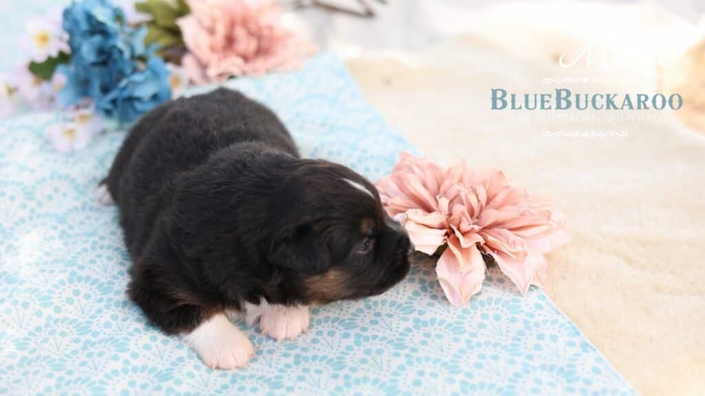 Black and white Mini Aussie puppy on blue blanket with pink flower.