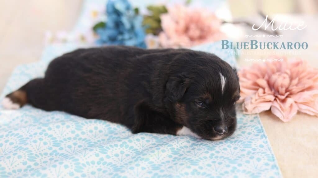 Adorable black and white Mini Aussie puppy sleeping on a blue blanket.