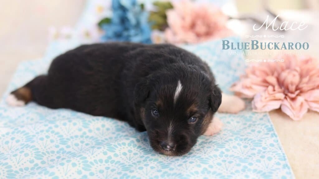Black and tan Mini Aussie puppy lying on a blue blanket.