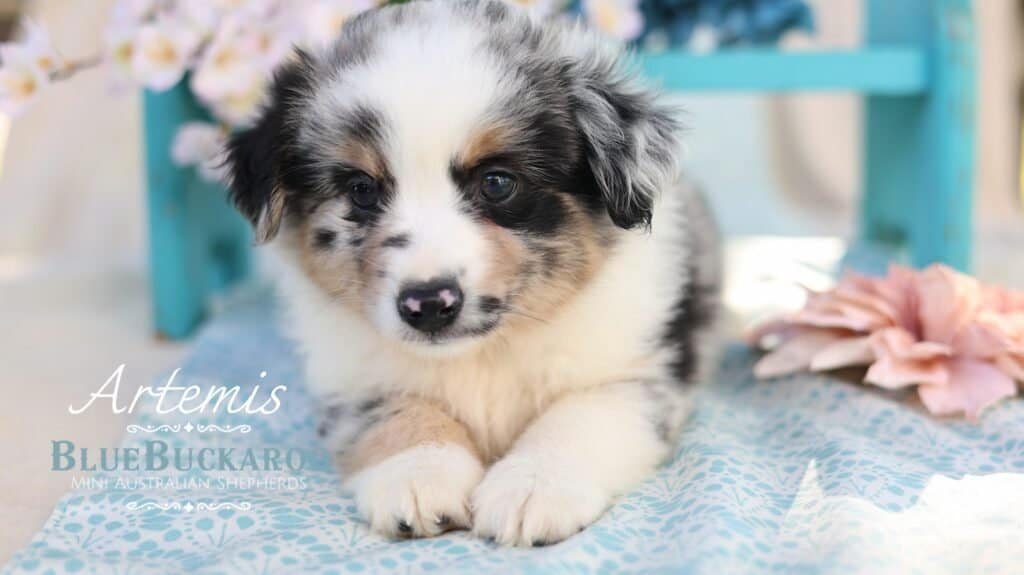 Blue Merle Miniature australian shepherd puppy mini aussie breeder TN