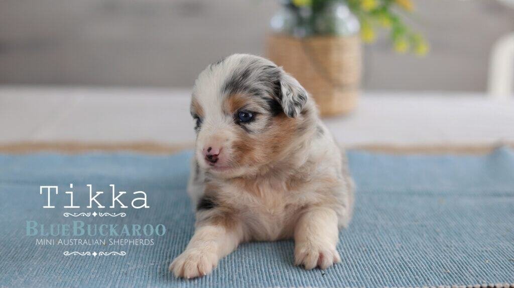Cute Mini Aussie puppy with blue merle coat and brown eyes.