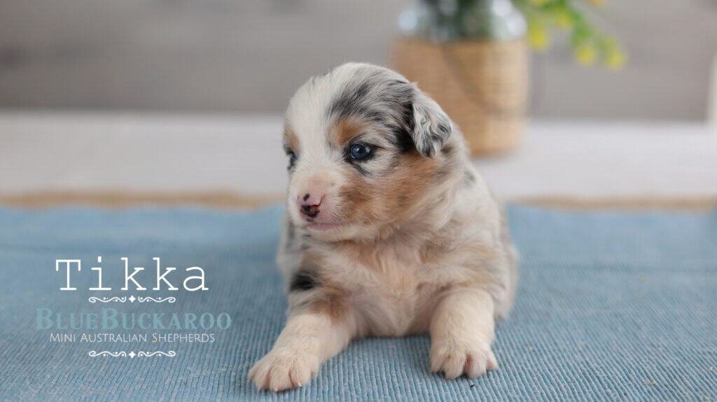 Cute Mini Aussie puppy with blue eyes sitting on a blue mat.