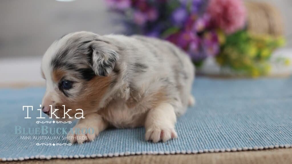 Adorable Mini Aussie puppy Tikka lying on a blue mat.