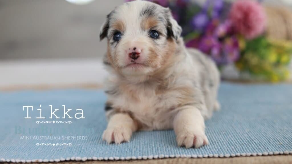 Cute Mini Aussie puppy with blue eyes sitting on a blue mat.