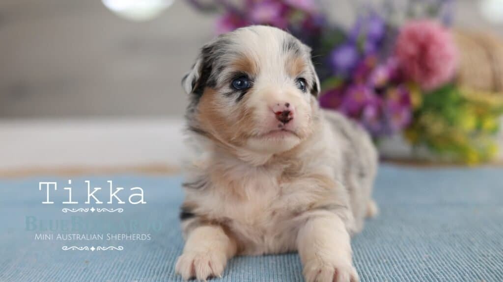 Cute Mini Aussie puppy with blue eyes and merle coat.