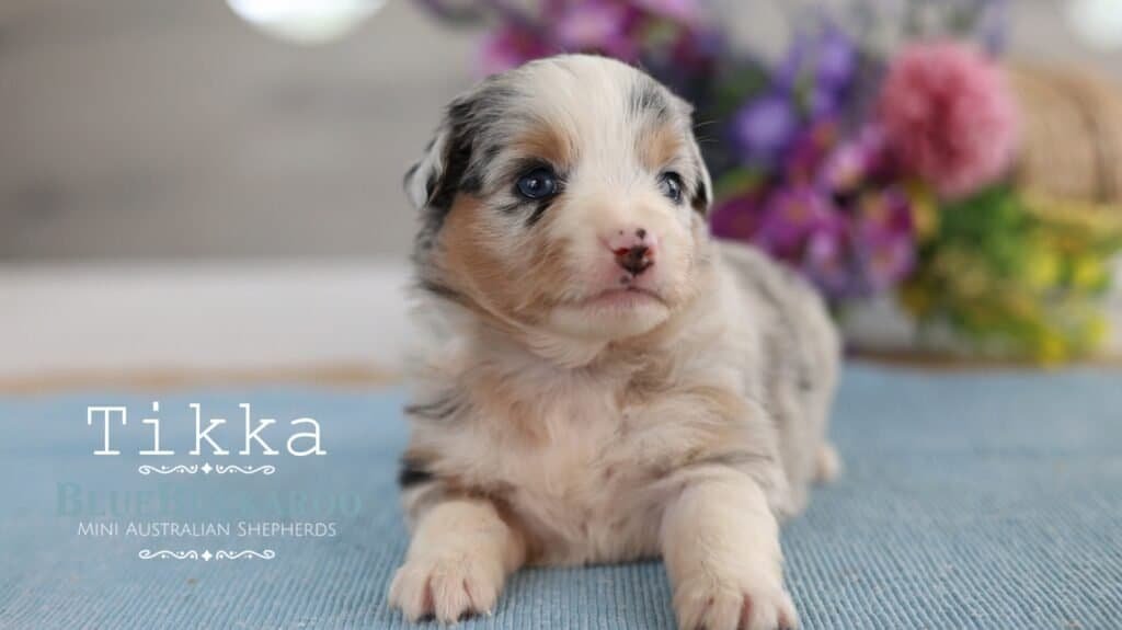 Cute Mini Australian Shepherd puppy with blue eyes and merle coat.
