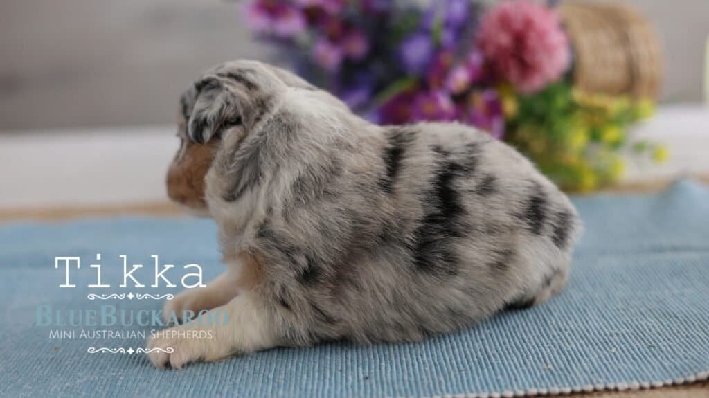 Adorable Mini Australian Shepherd puppy sitting on a blue mat.