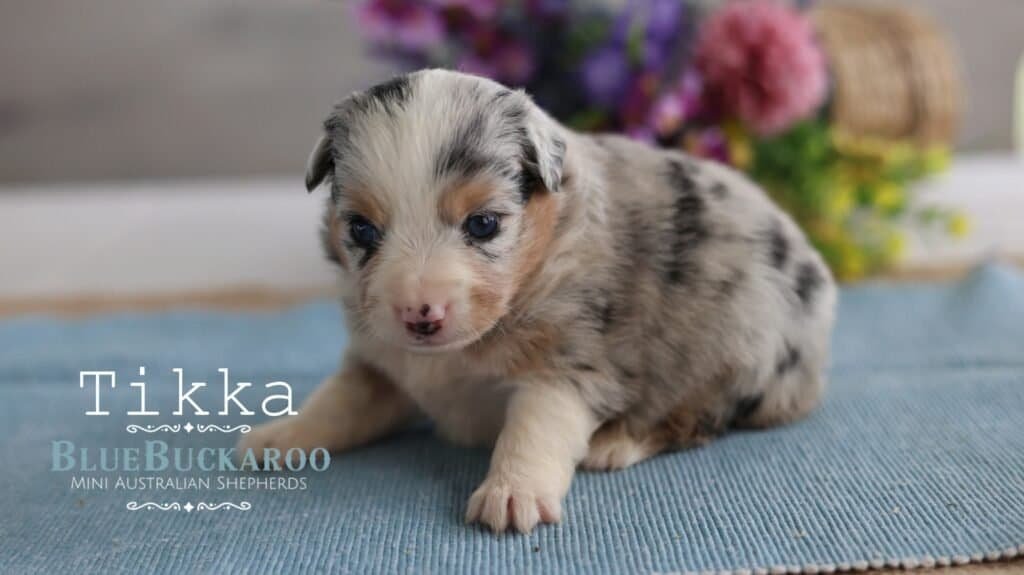 Cute Mini Aussie puppy with merle coat and blue eyes.