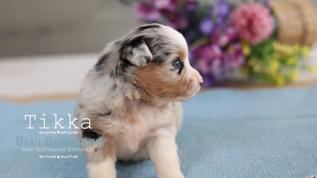 Cute Mini Aussie puppy with blue eyes sitting on a blue blanket.