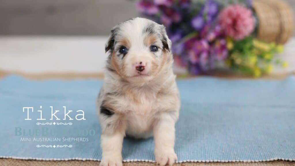 Cute Mini Aussie puppy with blue eyes and merle coat.