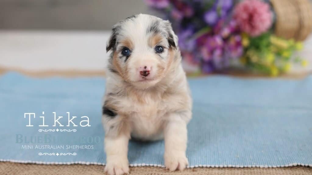 Cute Mini Aussie puppy with blue eyes and merle coat.