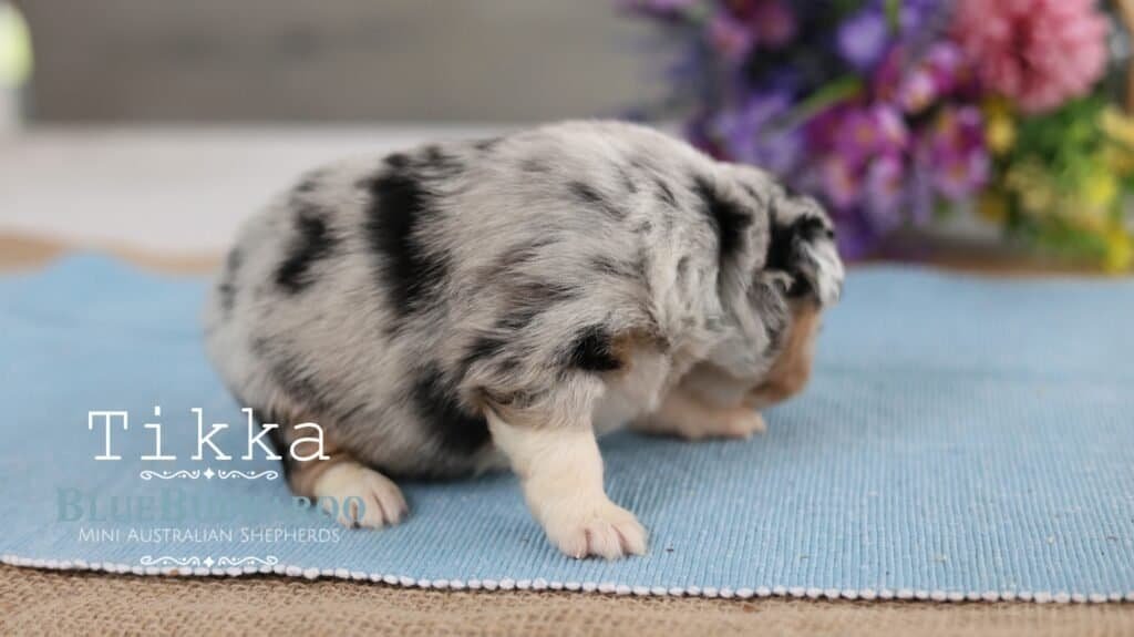 Mini Australian Shepherd puppy with merle coat on blue mat.