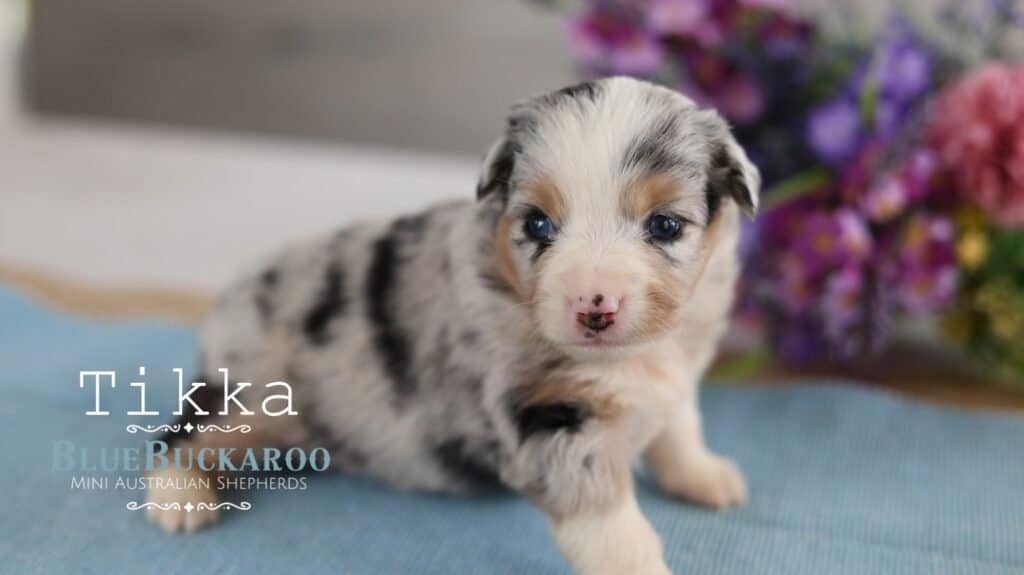 Cute Mini Aussie puppy with blue eyes and merle coat.