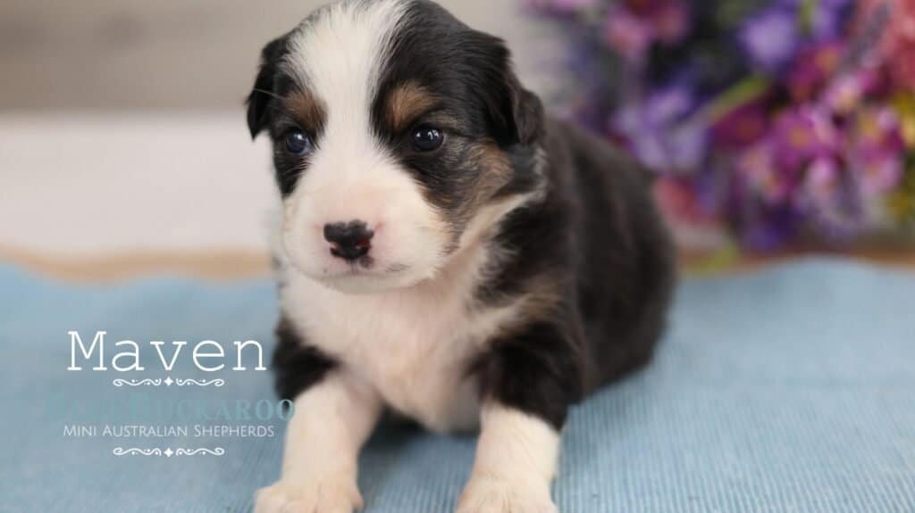 Adorable Mini Australian Shepherd puppy with black, white, and tan coat.