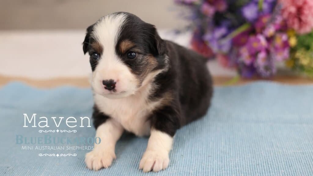 Cute Mini Aussie puppy with black, white, and tan markings on a blue blanket.