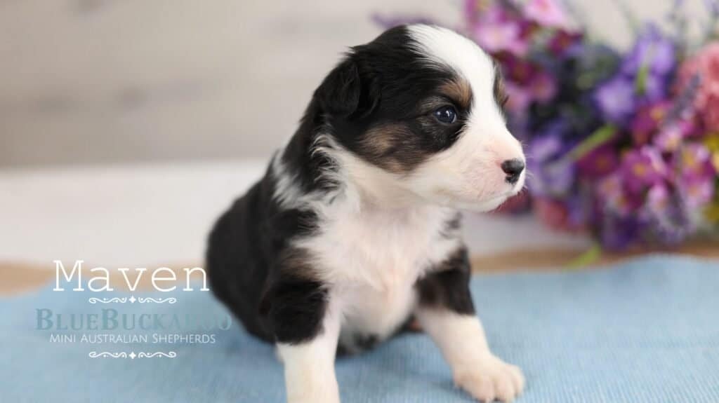 Cute black and white Mini Aussie puppy with blue eyes.