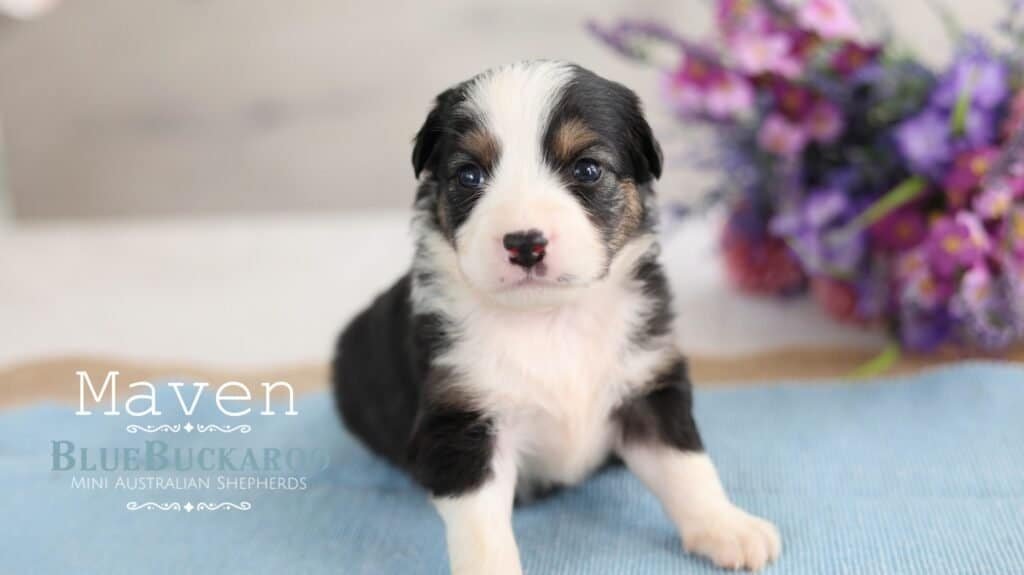 Cute Mini Aussie puppy with black, white, and tan markings.