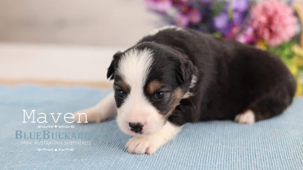 Adorable Mini Aussie puppy lying on a blue blanket.