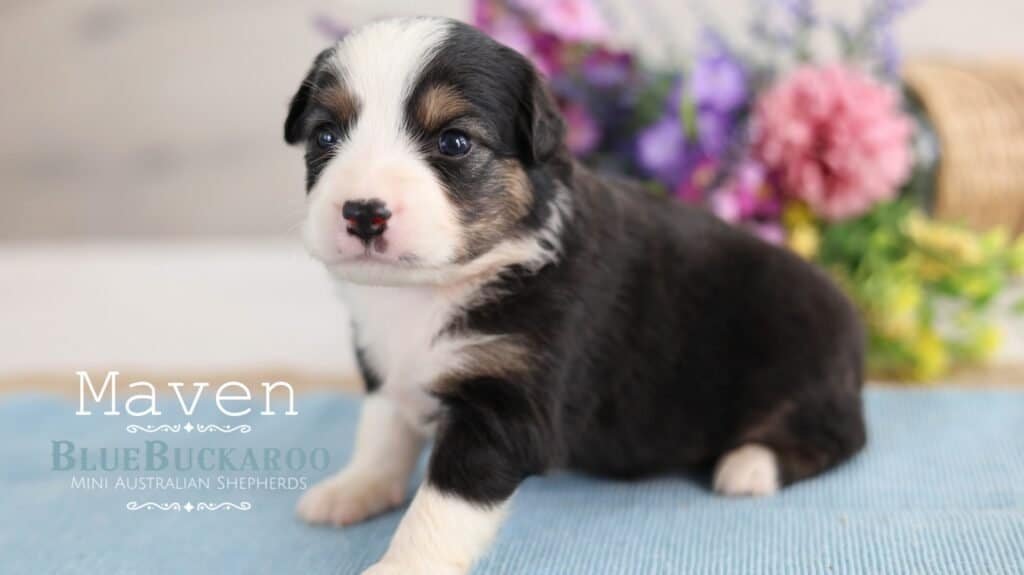 Cute Mini Aussie puppy with black, white, and tan markings.